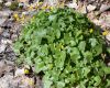 image of Ranunculus ficaria