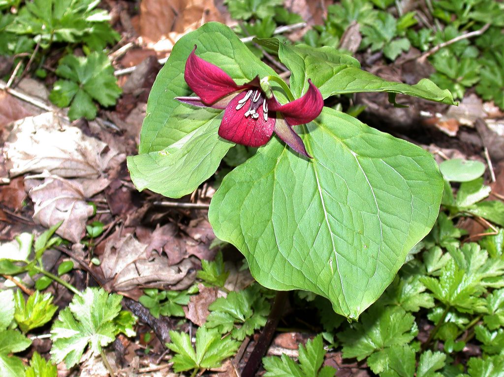 Melanthiaceae Trillium erectum