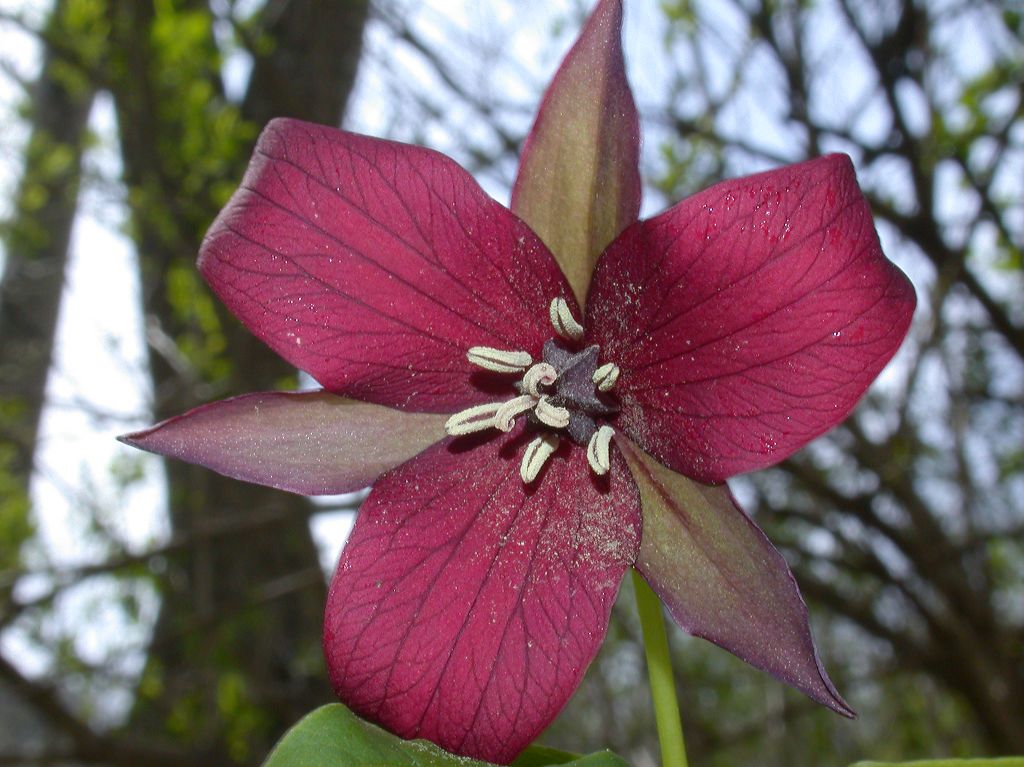 Melanthiaceae Trillium erectum