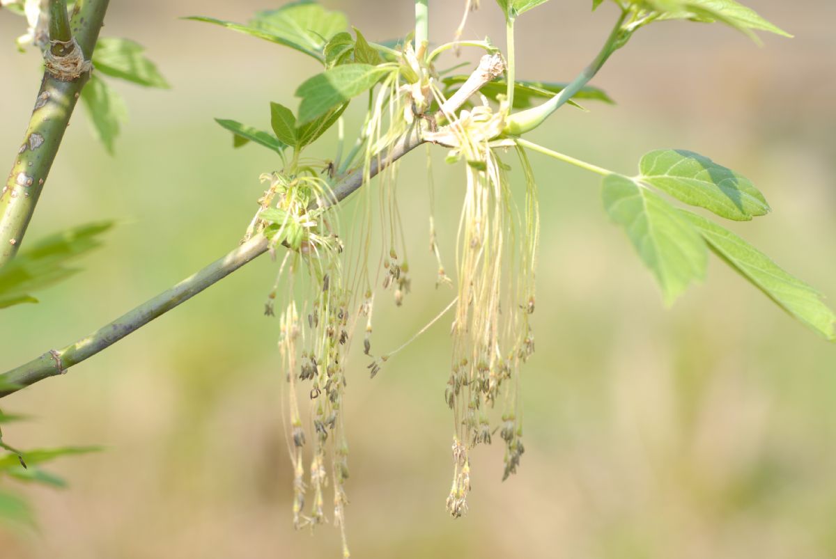 Aceraceae Acer negundo