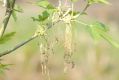 image of Acer negundo