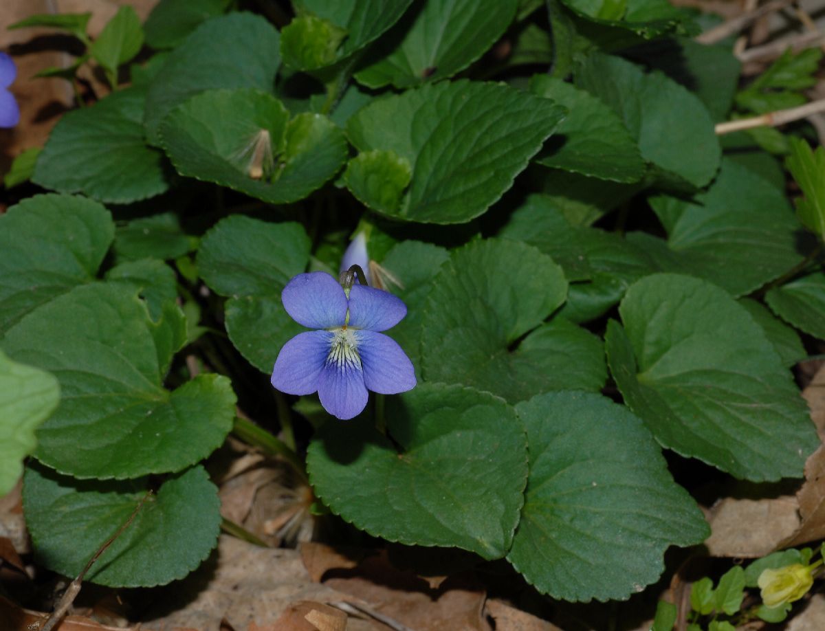Violaceae Viola papilionacea