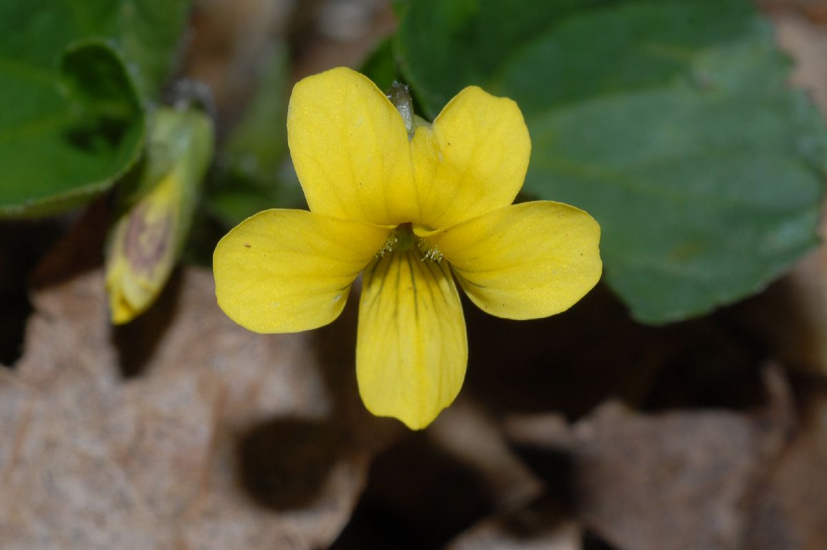 Violaceae Viola 