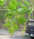 image of Acer negundo
