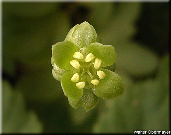 Adoxaceae Adoxa moschatellina