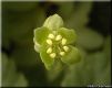 image of Adoxa moschatellina