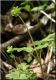 image of Adoxa moschatellina