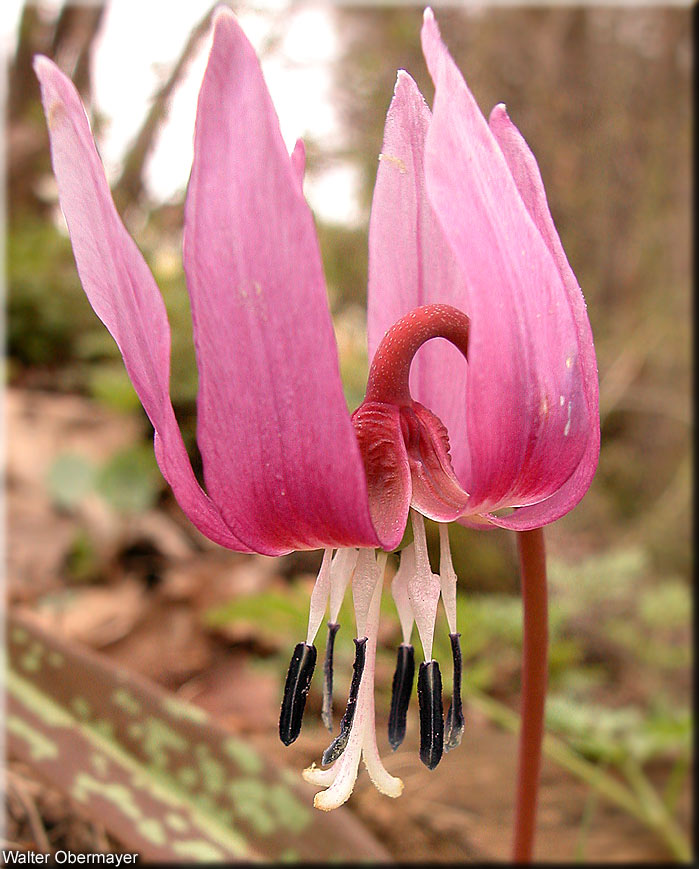 Liliaceae Erythronium dens-canis