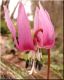 image of Erythronium dens-canis