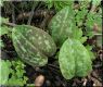 image of Adoxa moschatellina