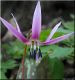 image of Erythronium dens-canis