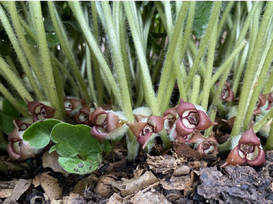 Aristolochiaceae Asarum canadense