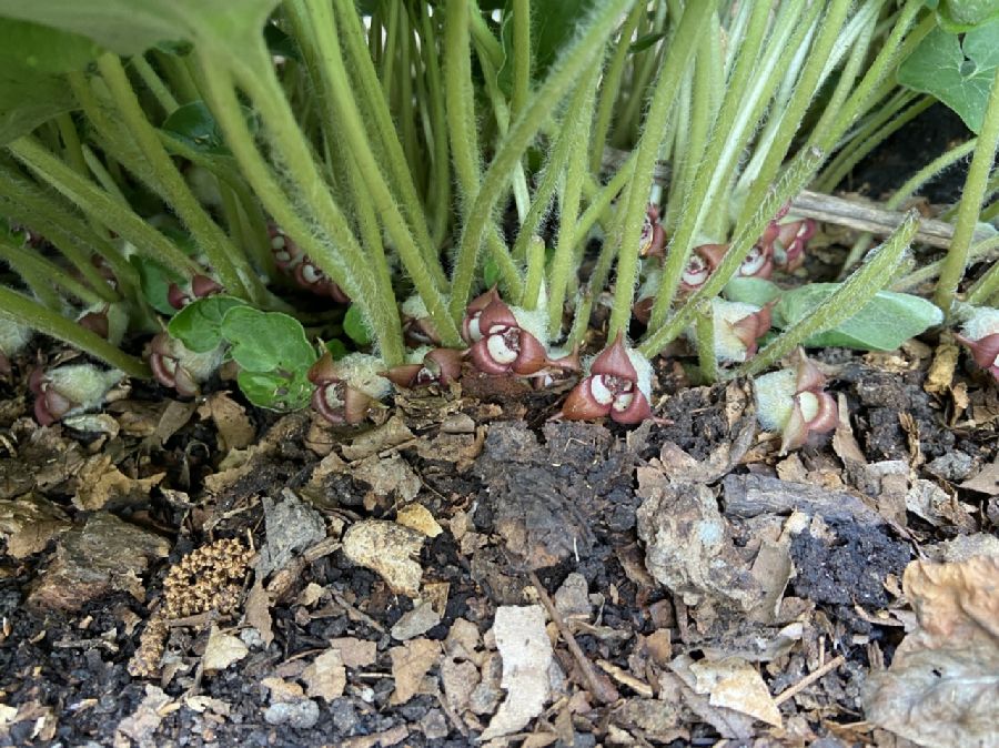 Aristolochiaceae Asarum canadense