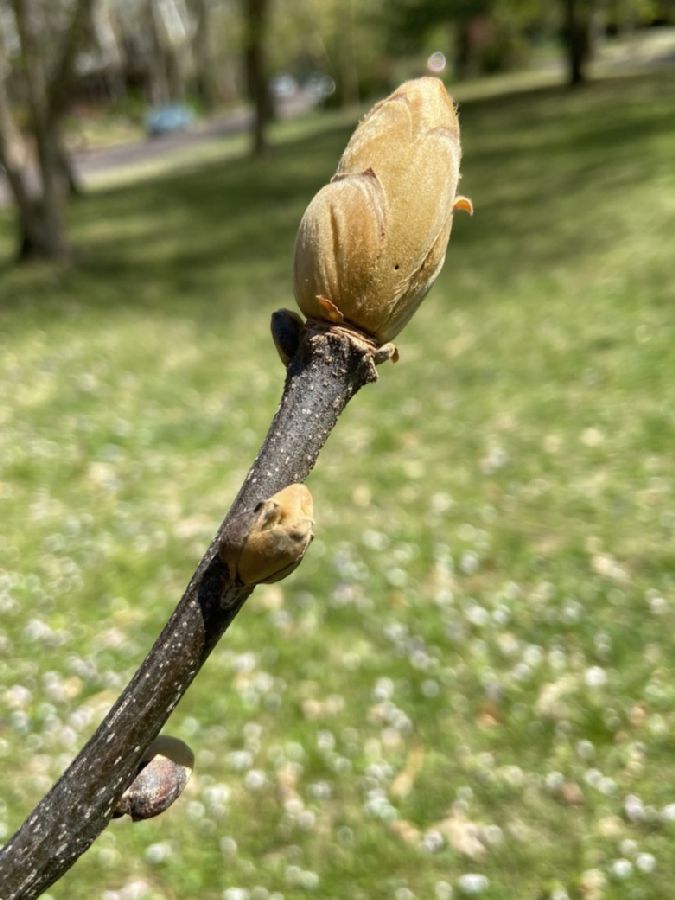 Juglandaceae Carya tomentosa