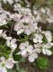 image of Cornus florida