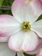 image of Cornus florida