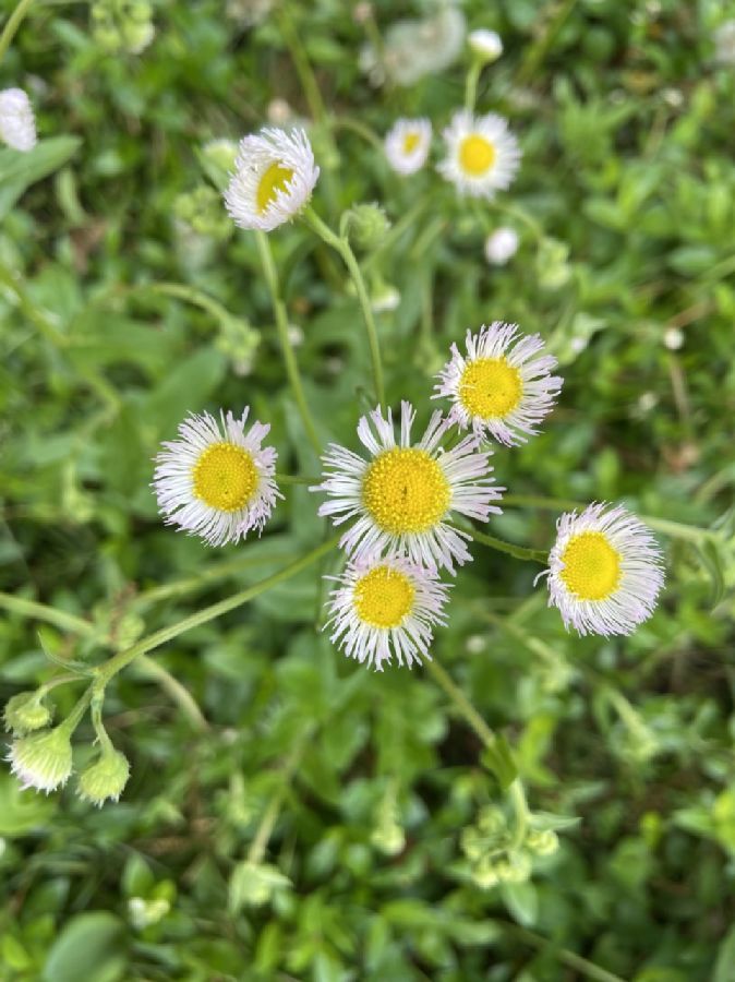 Asteraceae Erigeron philadelphicus