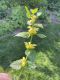image of Lamium galeobdolon