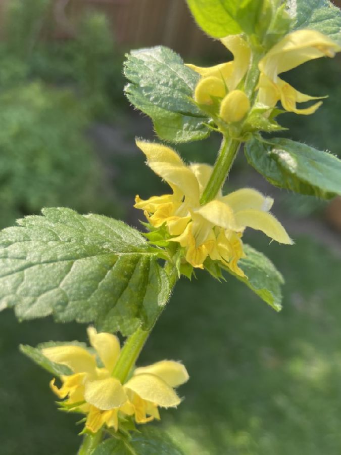 Lamiaceae Lamium galeobdolon