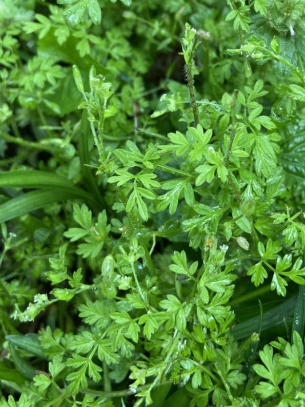 Apiaceae Chaerophyllum procumbens