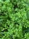 image of Chaerophyllum procumbens