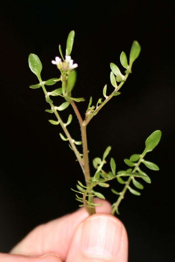 Brassicaceae Planodes virginica