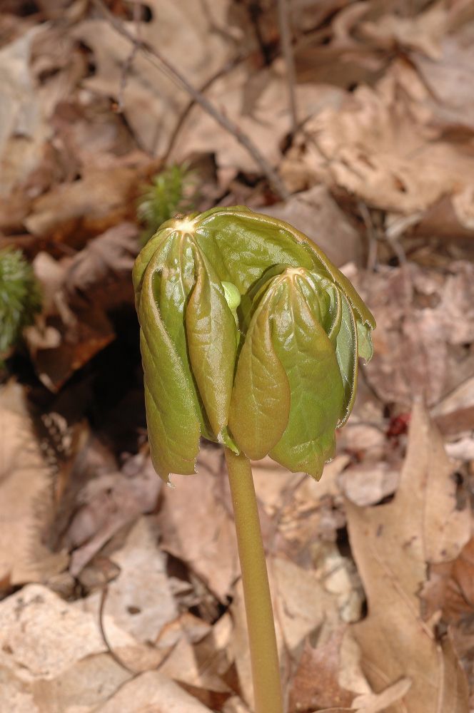 Berberidaceae Podophyllum peltatum