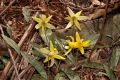 image of Erythronium americanum