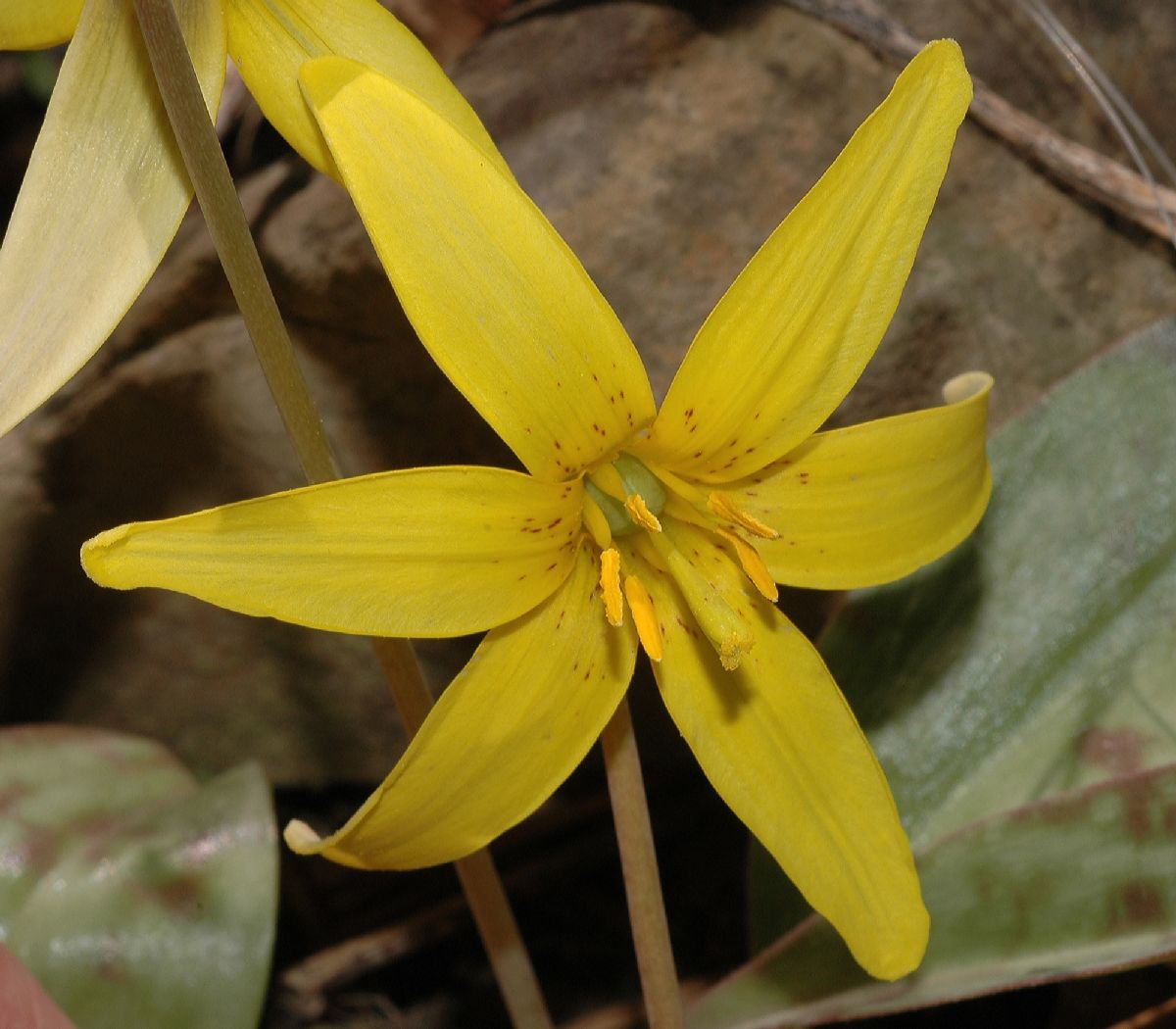 Liliaceae Erythronium americanum