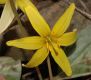 image of Erythronium americanum