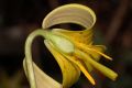 image of Erythronium americanum