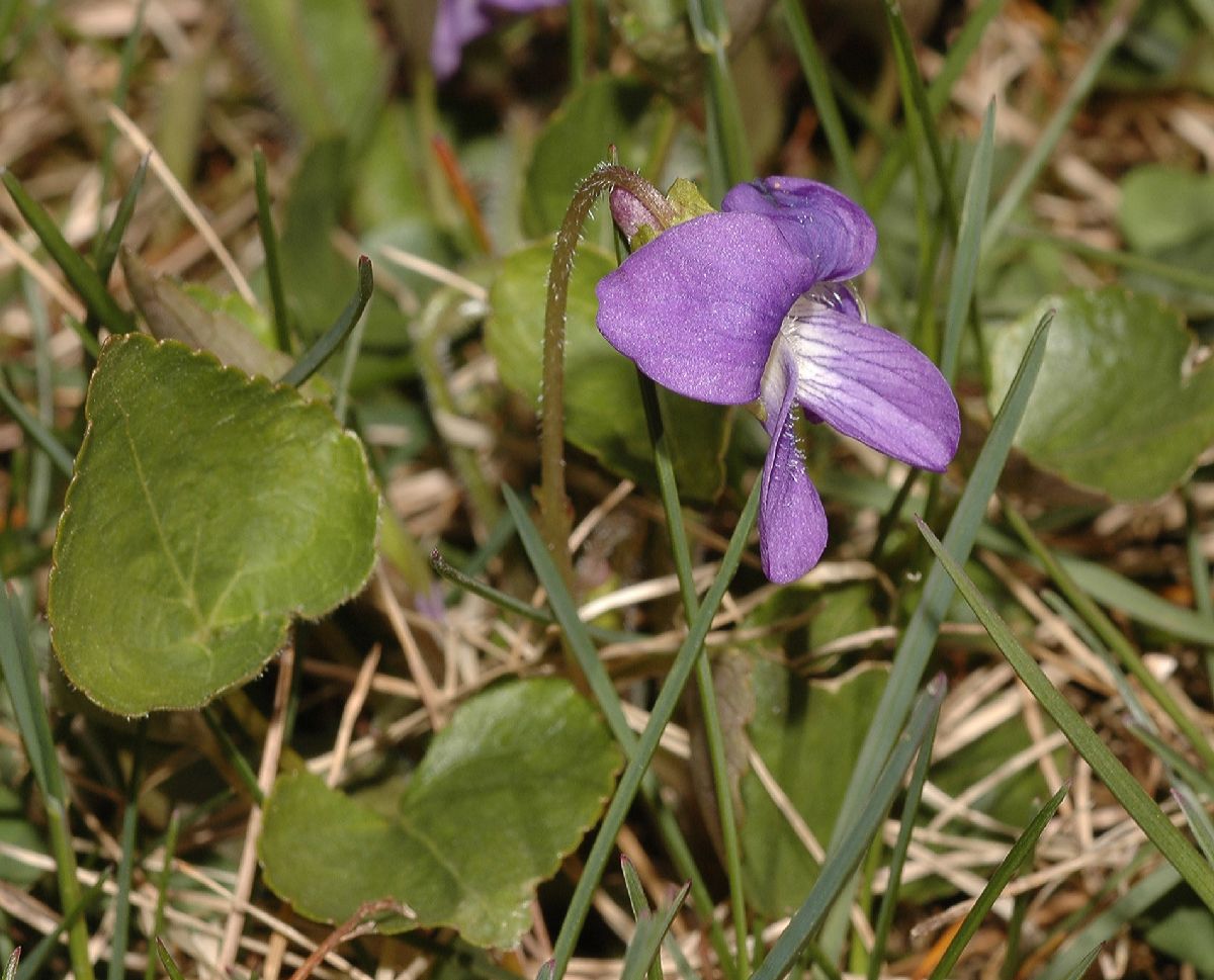 Violaceae Viola sororia