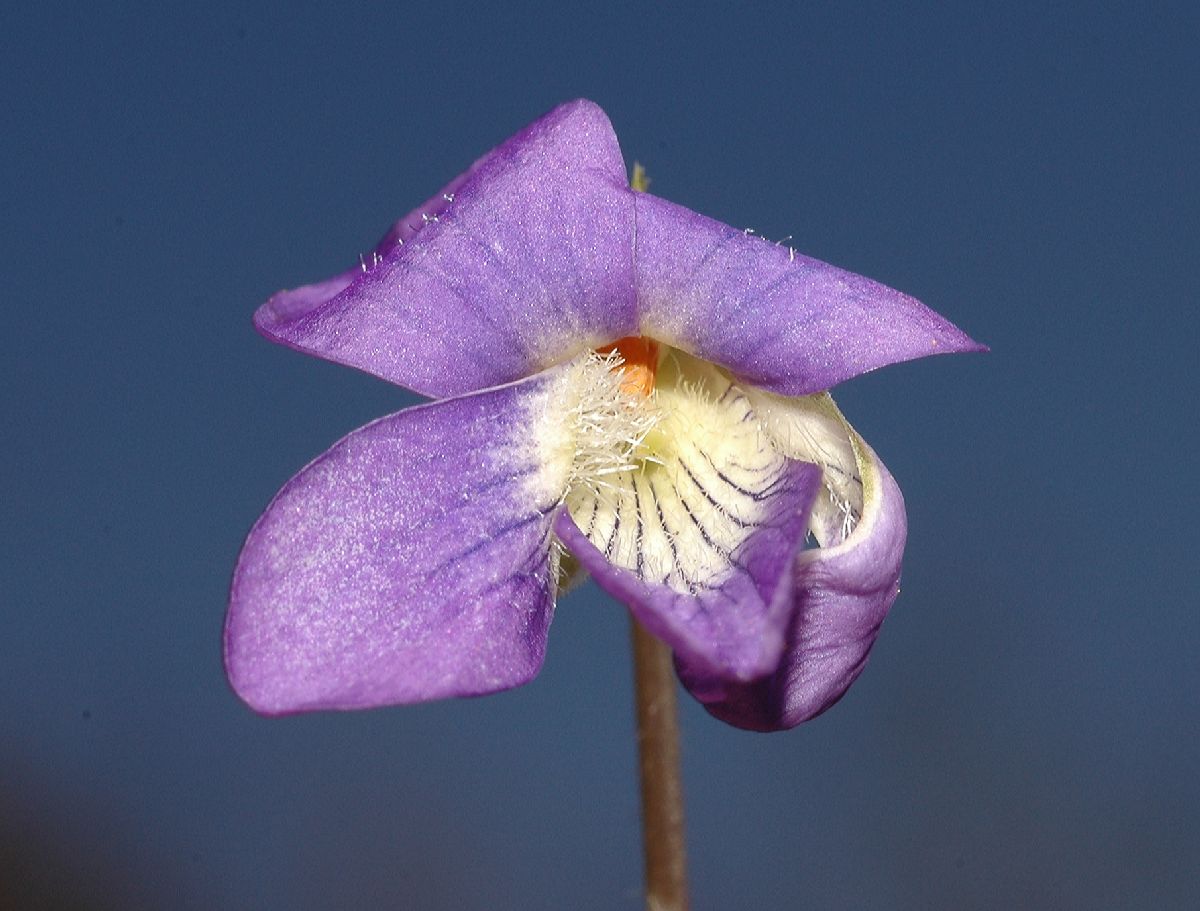 Violaceae Viola sororia