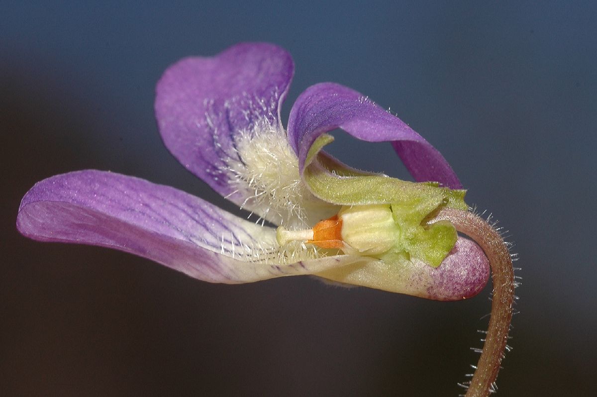 Violaceae Viola sororia