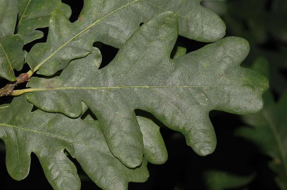 Fagaceae Quercus robur
