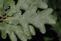image of Quercus robur