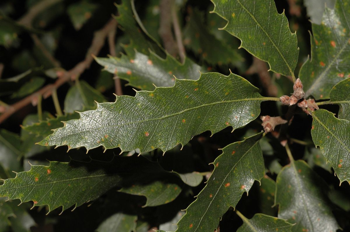 Fagaceae Quercus acutissima