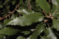 image of Quercus acutissima