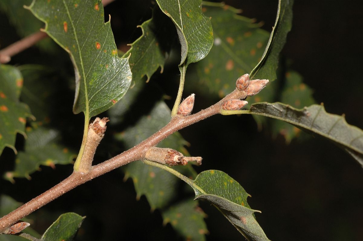Fagaceae Quercus acutissima