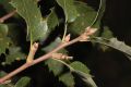 image of Quercus acutissima