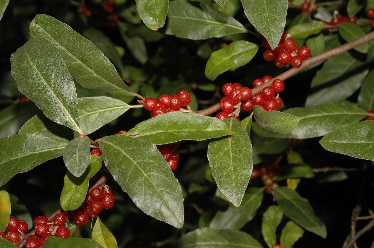 Elaeagnaceae Elaeagnus multiflora