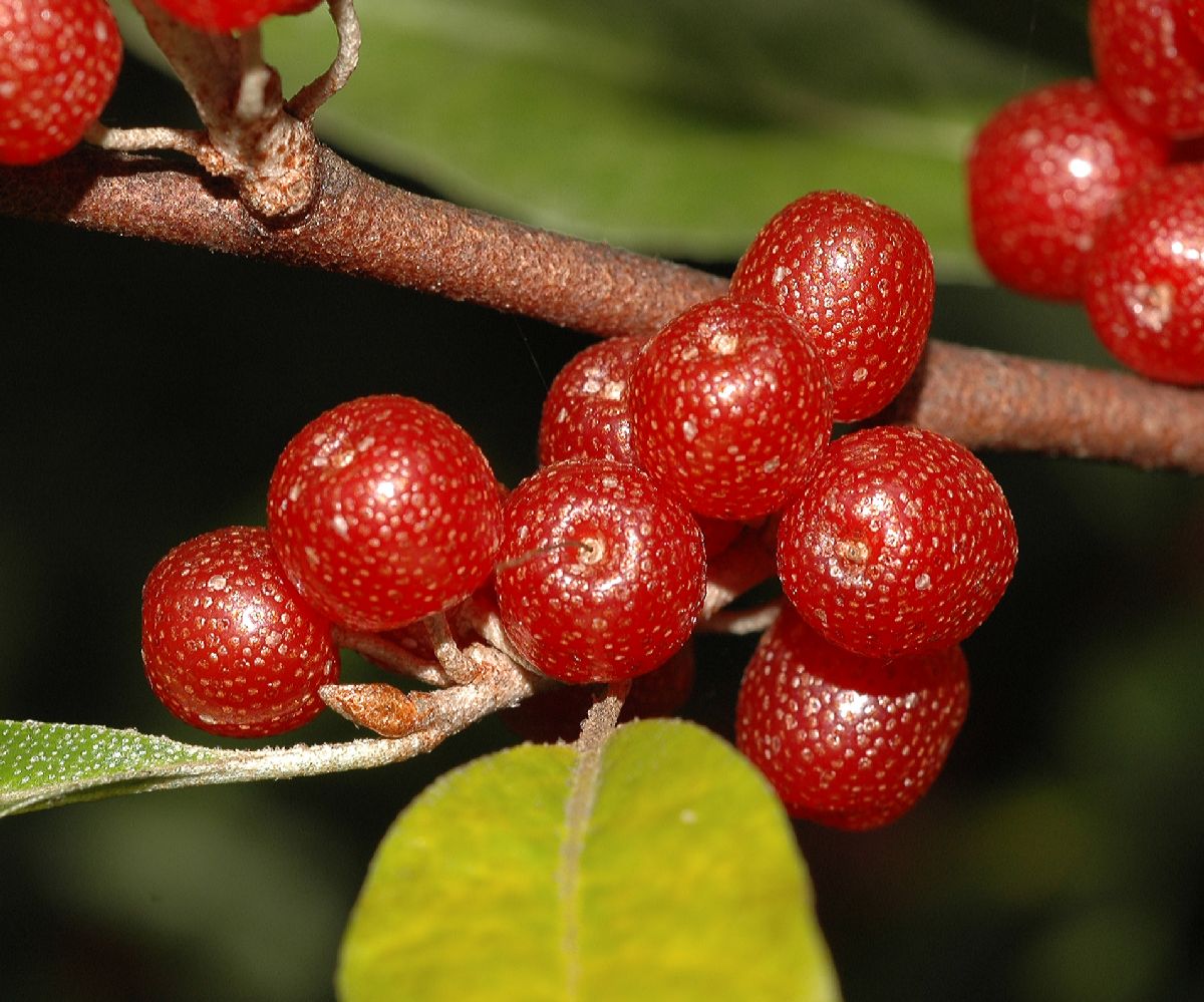 Elaeagnaceae Elaeagnus multiflora