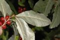 image of Elaeagnus multiflora