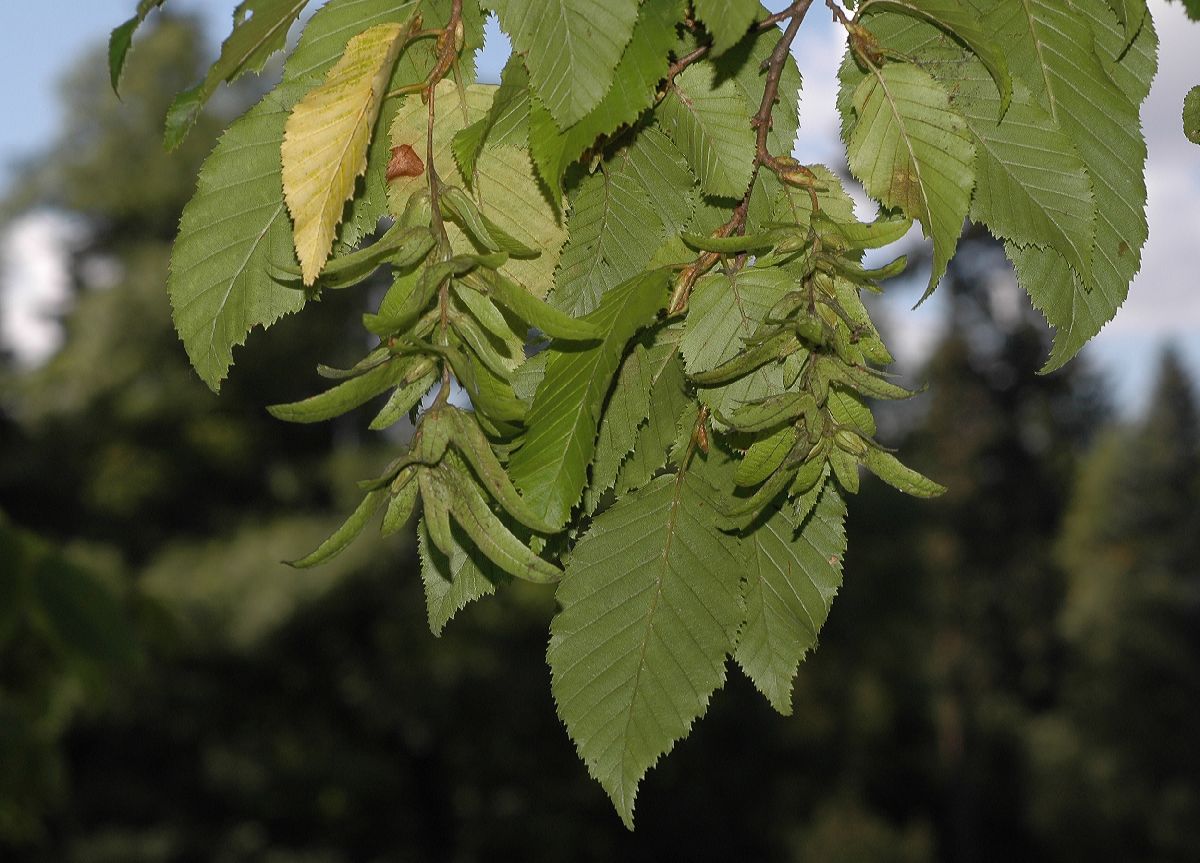 Betulaceae Carpinus betulus