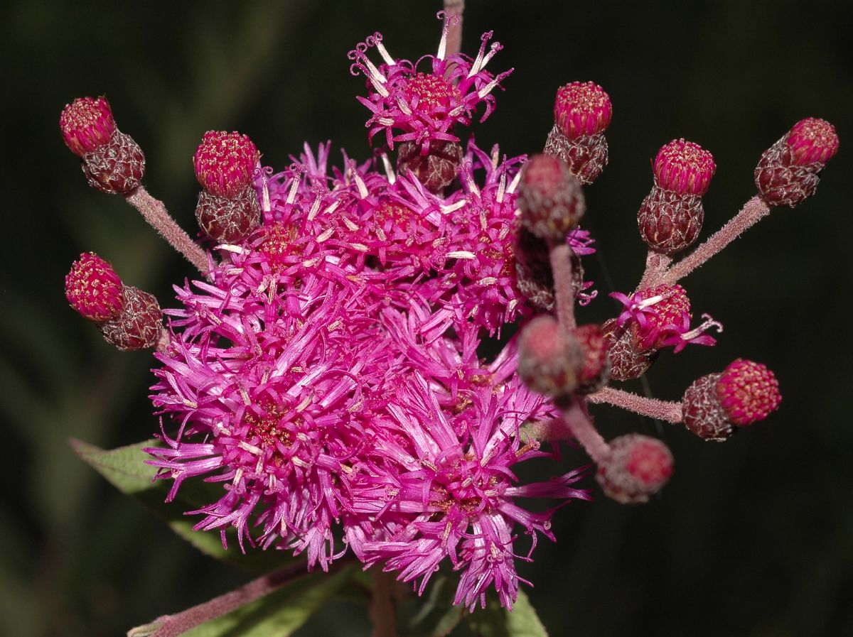 Asteraceae Vernonia 