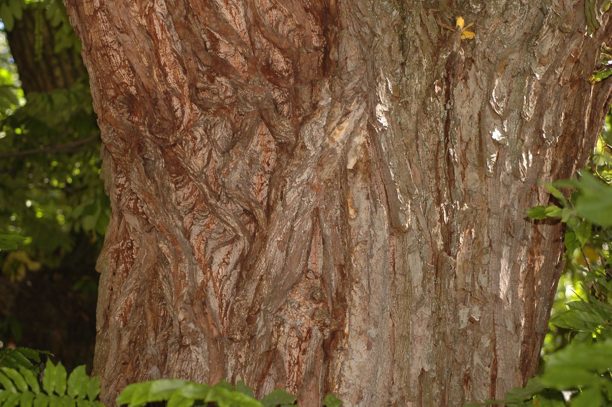 Juglandaceae Pterocarya fraxinifolia