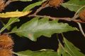 image of Fagus sylvatica