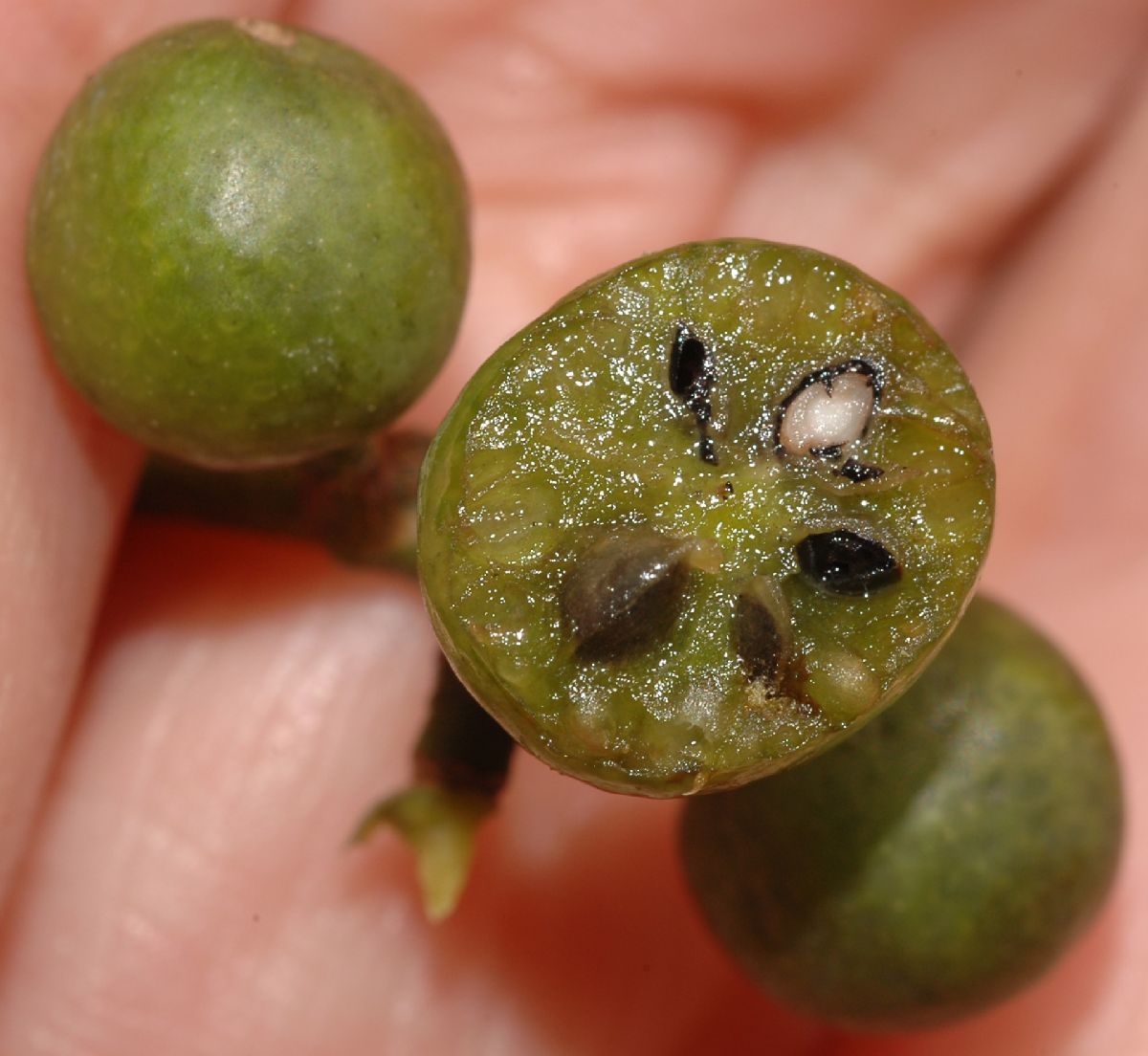 Rutaceae Phellodendron 