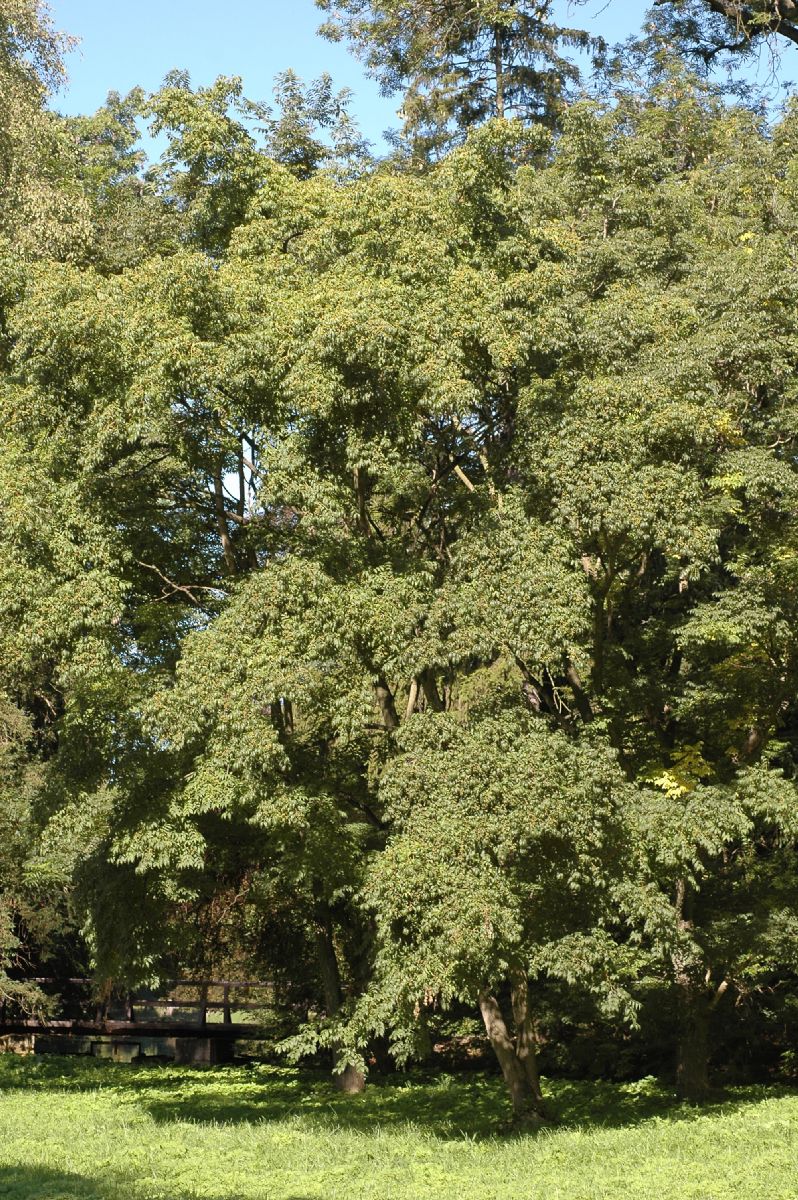 Rutaceae Phellodendron 