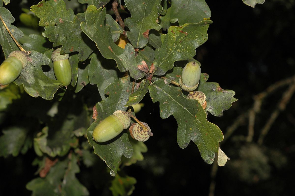 Fagaceae Quercus robur